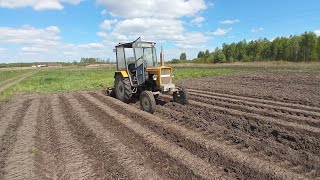 Wałowanie ziemniaków | oczami rolnika | ursus c330/ zetor 25k | pov: driving