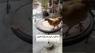 زندگی سخت شده#زندگی-سخت