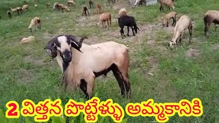 BIGGEST SHEEP BAKRA out విత్తన పొట్టేళ్ళు BREEDING RAMS