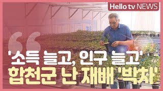 합천군 난 재배 '소득 늘고, 인구 늘고' 일석이조