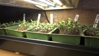 Growing Outstanding Transplants Part 6  Transplanting