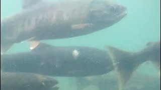 北海道 千歳川 サケの遡上 Salmon Returning Upstream in the Chitose River, Hokkaido