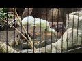 ご飯を食べるアフリカヘラサギ【‎2024年‎1月‎6日】【上野動物園】