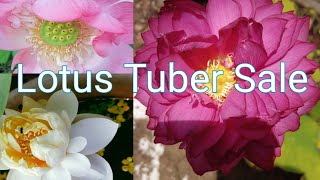 Lotus Tuber sale/താമര കിഴങ്ങ് വില്പനക്ക്