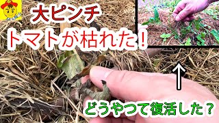 【自然栽培142】トマトが枯れた！しかし！自然農法の底力見せるよ！