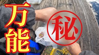 この時期の海上釣堀で青物も鯛も釣れまくる万能エサを見つけてしまいました！【海上釣り堀】