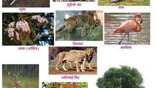 इ.१०वी भूगोल ५.नैसर्गिक वनस्पती व प्राणी | 10th std Geography chapter 5. Naisargik vanaspati v pr