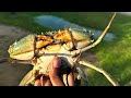 crab hunting at nanthikadal lagoon a culinary adventure crabbing mudcrab