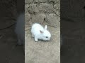 angora rabbit cute baby/amazing baby rabbit#youtubeshort#shortvideo