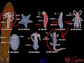 10602高三選修生物ch9 3 01動物界之神經系統的演化簡介三捷