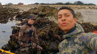 Spearfishing Monterey, California for rockfish in great dive conditions!