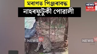 Moran Leopard Caged : মৰাণৰ সোণোৱাল গাঁৱত পিঞ্জৰাবদ্ধ নাহৰফুটুকী পোৱালী । N18V