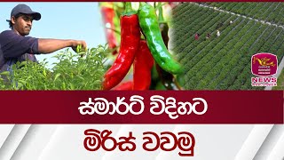 ස්මාර්ට් විදිහට මිරිස් වැව්වොත්, රටත් ගොඩ...අපිත් ගොඩ | Rupavahini News