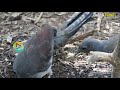 பலகுரல் பறவை மிமிக்கிரி பறவை mimicry bird lyre birds amazing bird sounds