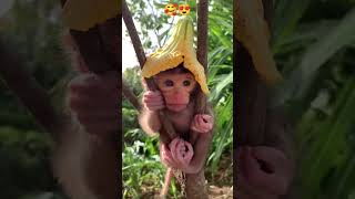 cute baby monkey 🐵🥰😍#shorts #shortvideo #short #viral #cutebaby #reels