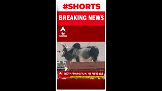 Patan Stray Cattle Terror | આ જુઓ શોપિંગ સેન્ટરના ધાબા પર ચઢી ગયો સાંઢ અને પછી...