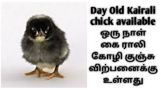 #Kairali day old chick available | #கைராலி ஒரு நாள் கோழி குஞ்சி விற்பனைக்கு உள்ளது #VGBpoultryfarm