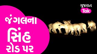 Amreli : જંગલના સિંહ રોડ પર | GT