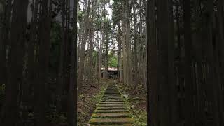 幻想的な風景・賀茂神社(参道を登る・2倍速)　#shorts #kyoto #京都