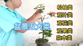 盆景细说(一) 盆景的分类Bonsai in detail (1) Classification of bonsai