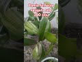 Cukup 200 ribu zamia furfucea varigata