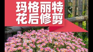 【屋檐园艺课堂】玛格丽特花后修剪