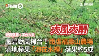 盧碧颱風掃台雨虐福壽山農場 滿地蘋果泡水落果約5成｜天氣｜氣象｜天災