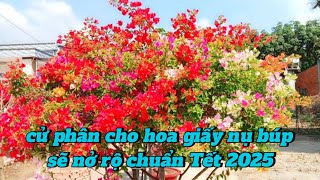 cử phân cho hoa giấy nụ búp sẽ nở rộ chuẩn Tết 2025