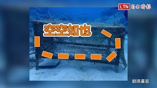 可惡！綠島海底復育「童話大蚌殼」 整籠50顆被盜空(翻攝畫面)