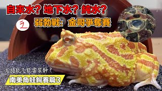 【生氣勃勃】自來水？地下水？純水？｜南美角蛙飼養篇#3