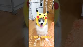 It's a Pikachu get!