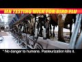 minnesota testing milk for bird flu