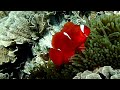 Snorkeling in front of Bunaken Seagarden resort (part. 2 - TG 6), Bunaken, Sulawesi 2023