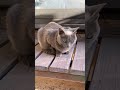 cat 遊びに来ている　ご近所のネコさん