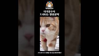 다가올수록 드러나는 고양이의 정체..🐱#고양이 #야옹이 #cat #cute