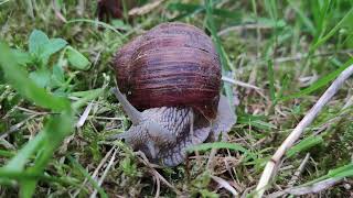 Vynuoginė sraigė (Helix pomatia). Burgundy snail. Die Weinbergschnecke.