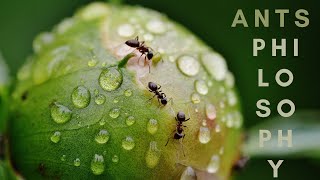 The Ant Philosophy | Wisdom Of Ants [Motivation] - Mindset of Ants | Inspiring story [Success]