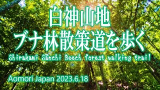 青森 白神山地 ブナ林散策道を歩く 2023.6.18