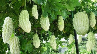 World's Most Bitter Fruit : Bitter Melon - Japan Agriculture Technology - Bitter Melon Harvest