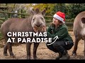 Christmas at Paradise | World of Animals