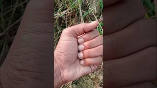 Giant Millipede #jwildlifetv