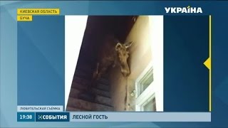 «Путешествия» лося в Буче закончились трагично