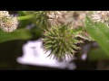 flowers in the guppy ponds sparganium erectum branched bur reed ᴴᴰ