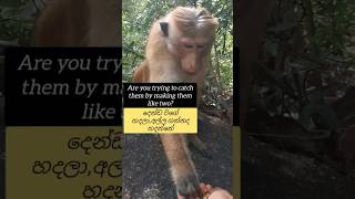 දෙන්ඩ වගේ හදලා අල්ලගන්න නේද හදන්නේThey are trying to hold it like two, aren't they #monkeyvideo