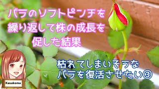 ③～バラのソフトピンチをくり返して株の成長を促した結果