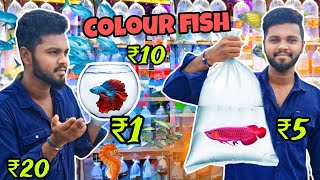 Kolathur Fish Market | A to Z Aquarium Fish & Products Available | Kolathur Exotic & Imported Fishes