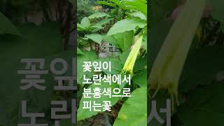 천사의나팔 # 엔젤트럼펫 # 노지월동안됨 # 영상5도이상 월동가능#flower #garden