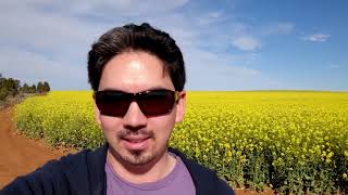 Golden Canola | DJI Phantom 3 4K [Vlog78]