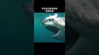 为什么鲨鱼的一生都在换牙？##科普知识 dou出新知 #科普 #科普频道  #dou出新知  #知识创作人