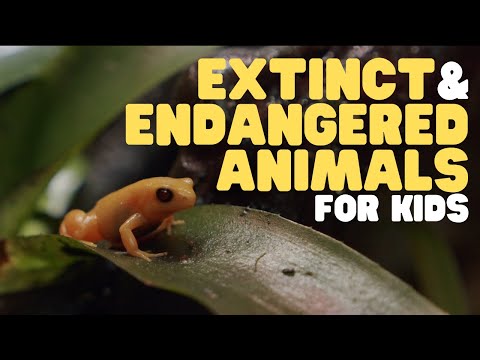 Why is animal extinction important?